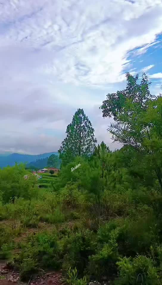 @جنگلی بلی 😺
