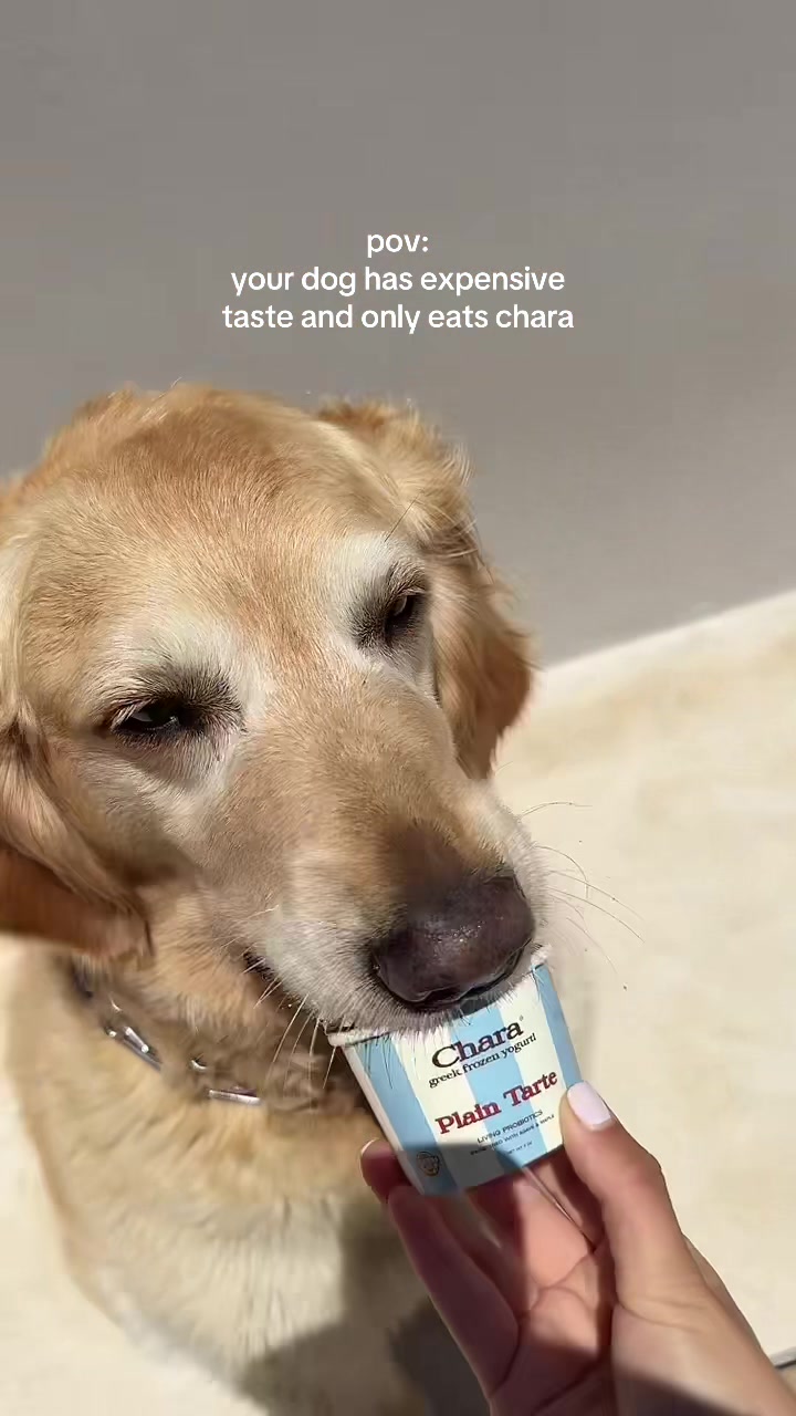 @Chara Greek Frozen Yogurt