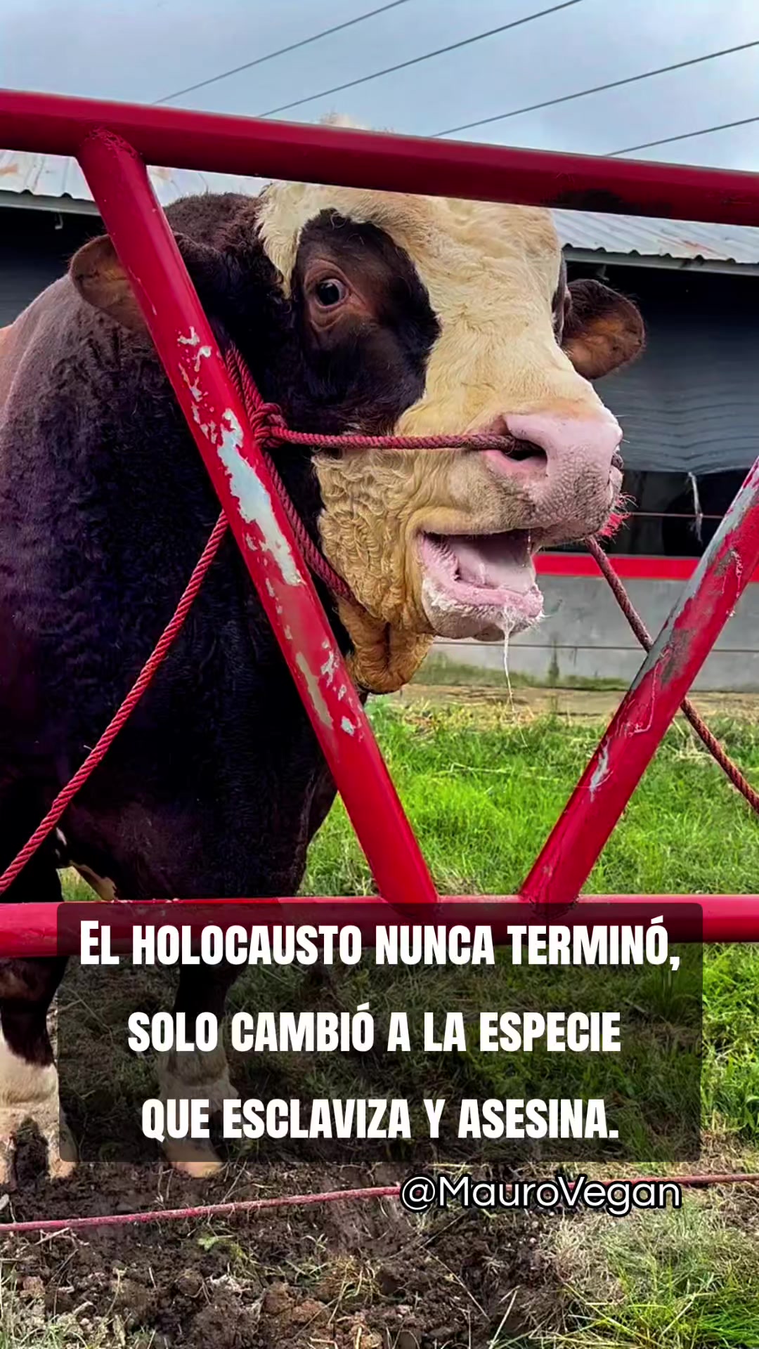 @Mauro Vegan๐