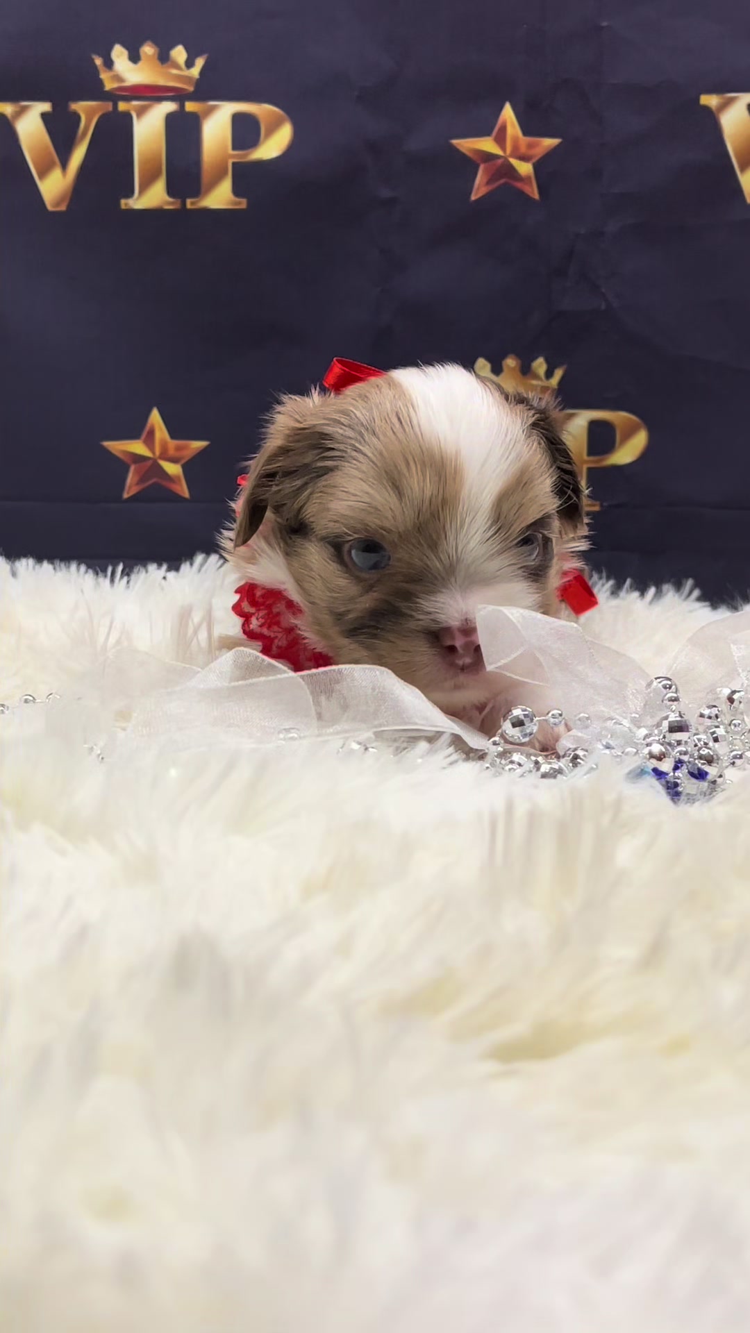 @Yorkie Maltipoo ShihTzu Teddy