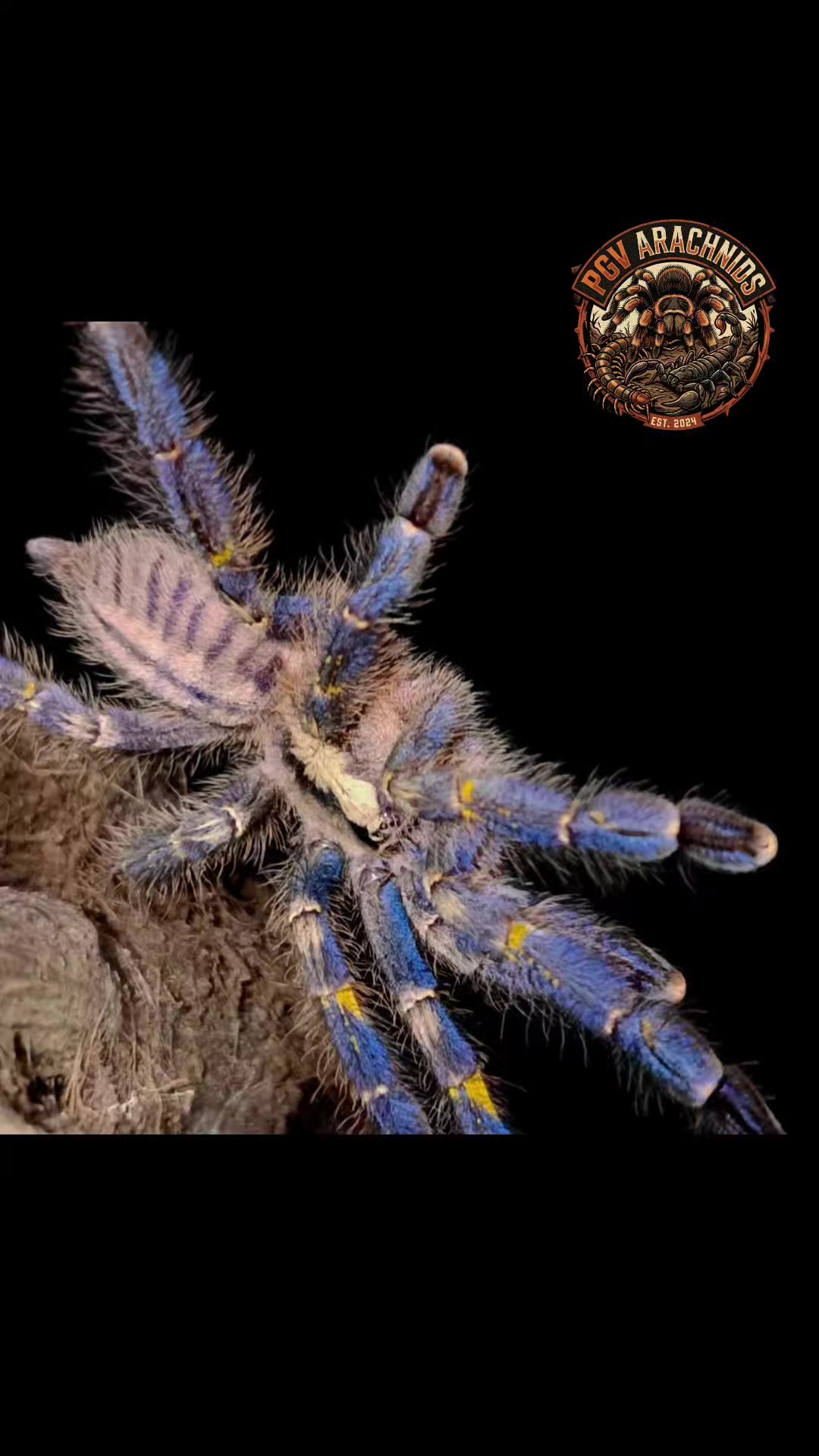 @pgv_arachnids