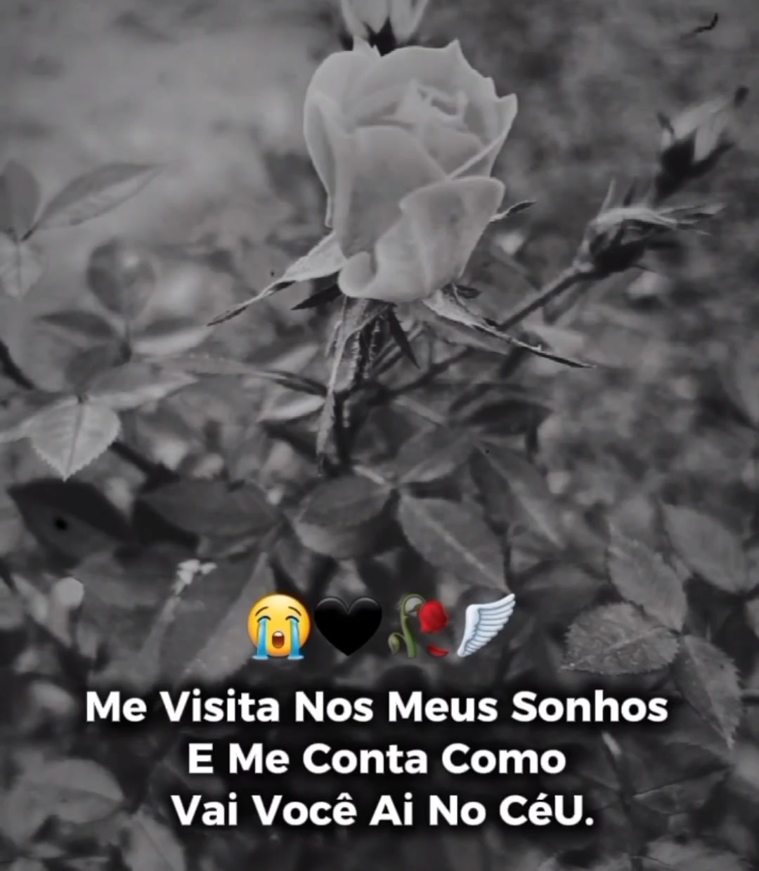 @Amanda Lacerda