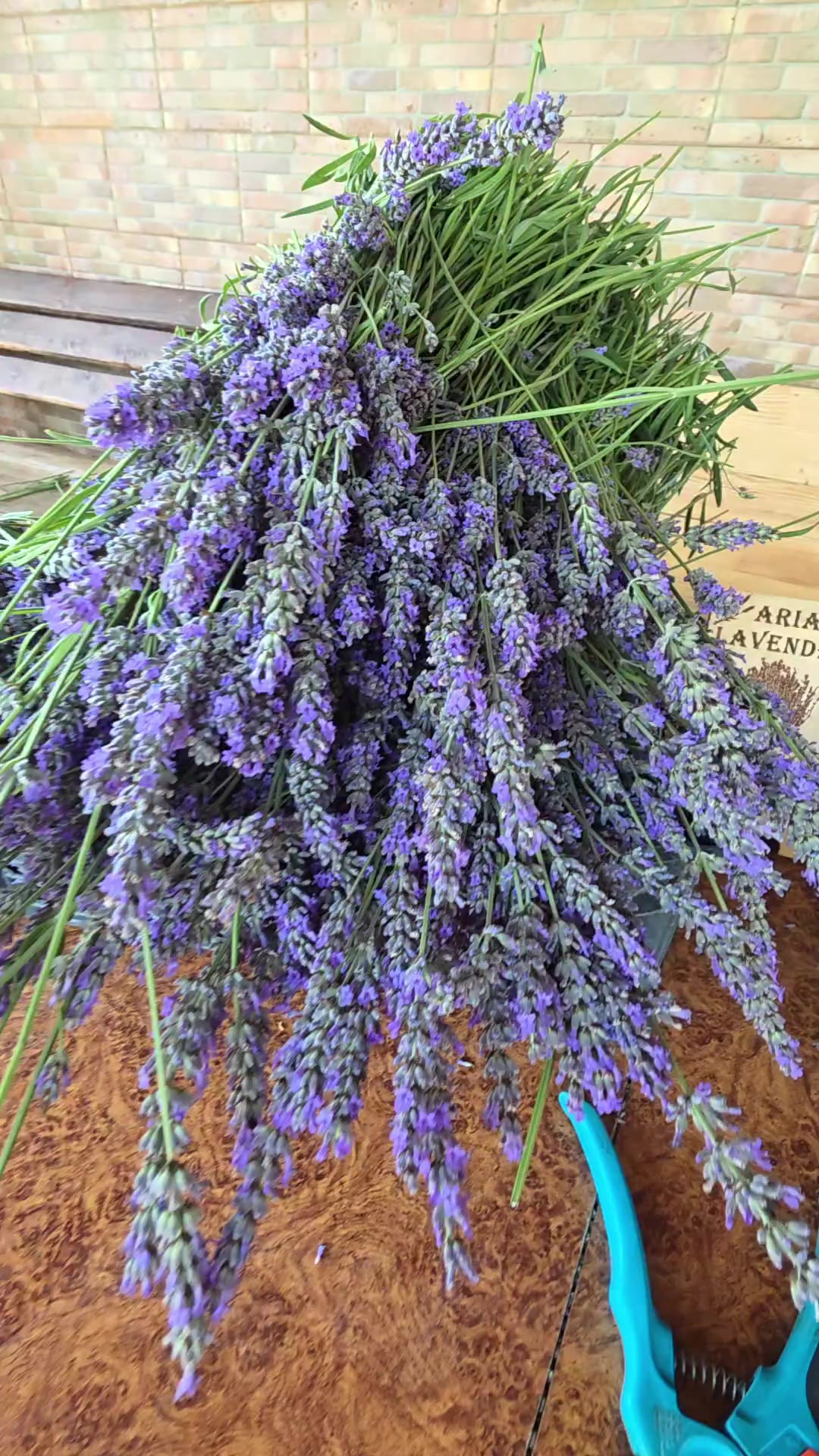 @Aria Lavender