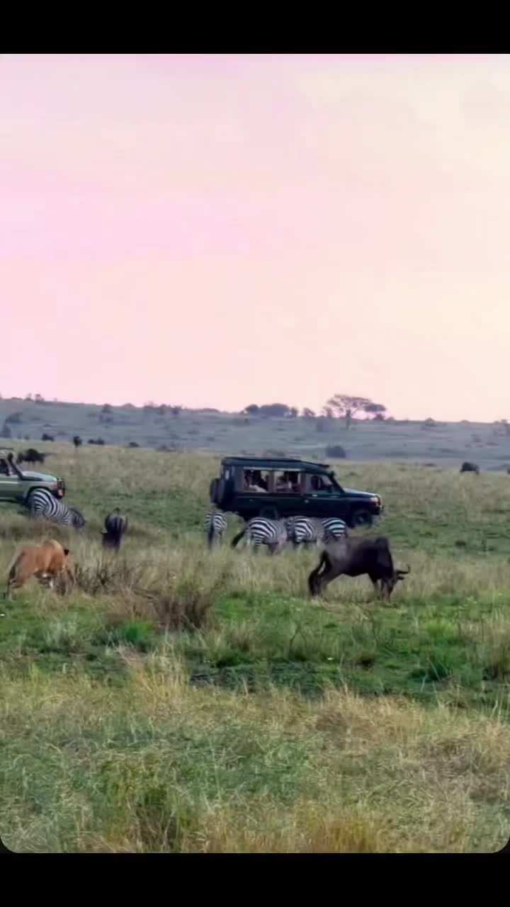 @Guzzicar🦁