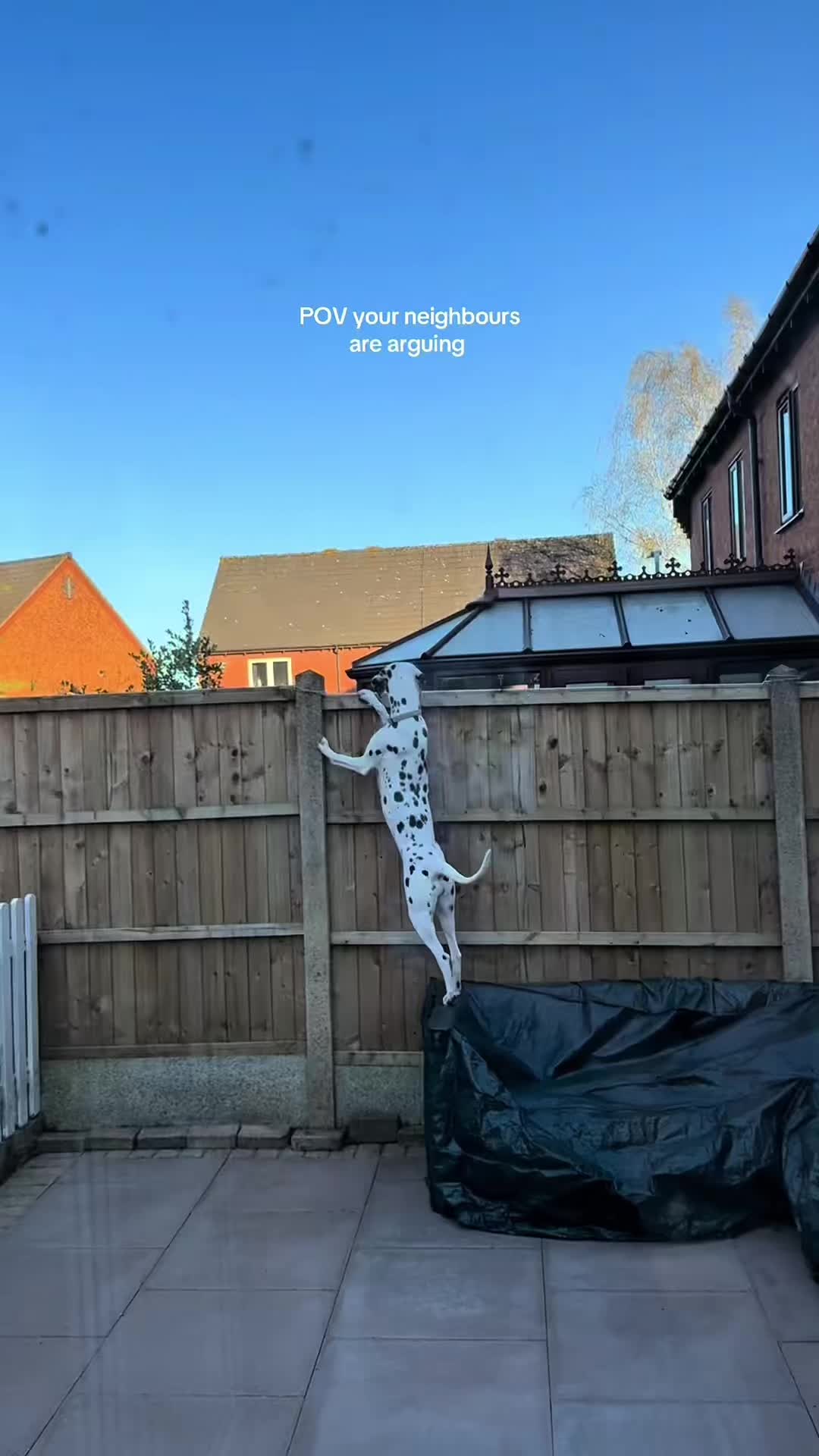 @funnyvideo3782