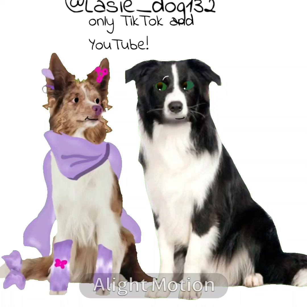 @собака Лейси👑|||🐶✅🐱✅