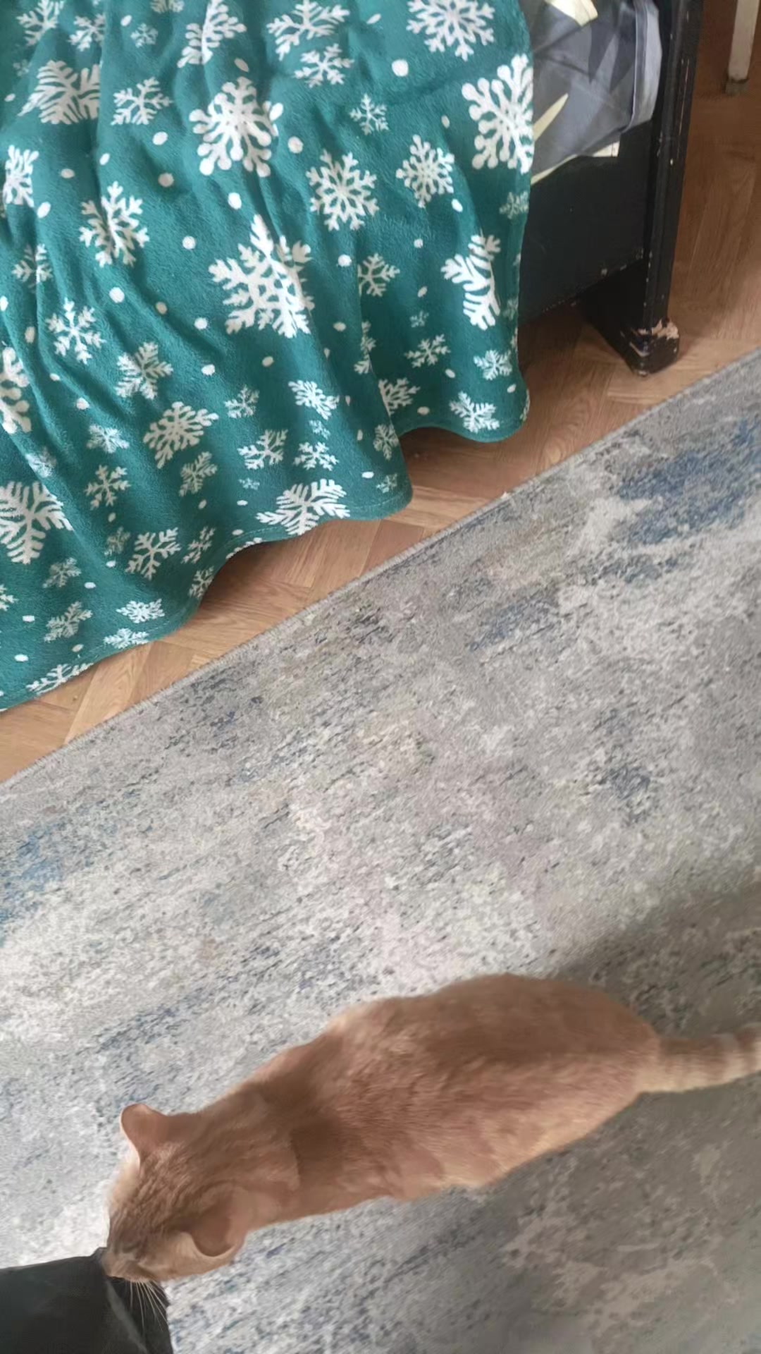 @XArlieX