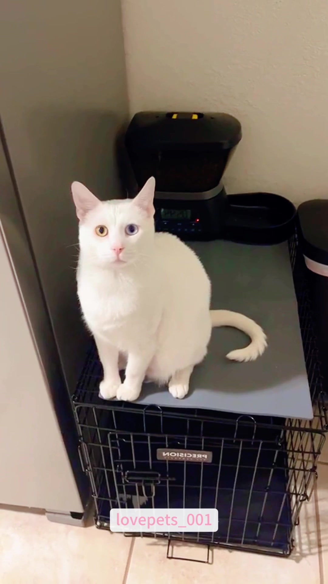 @lovepets_001