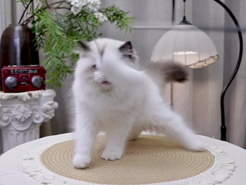 @fuyncats