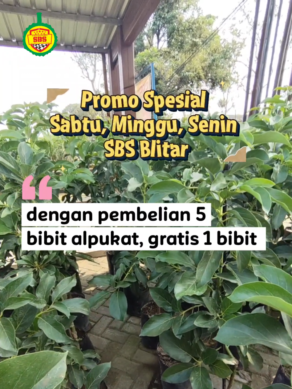 @Produksi Buah_SBS