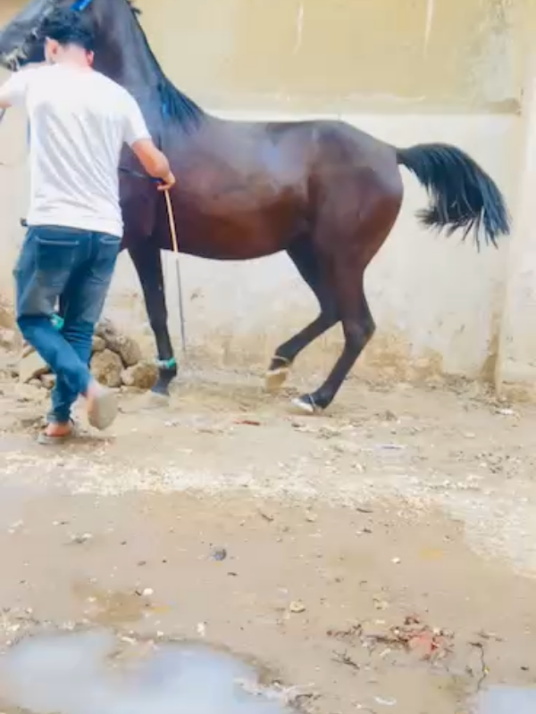 @ابو منازع🖤😎