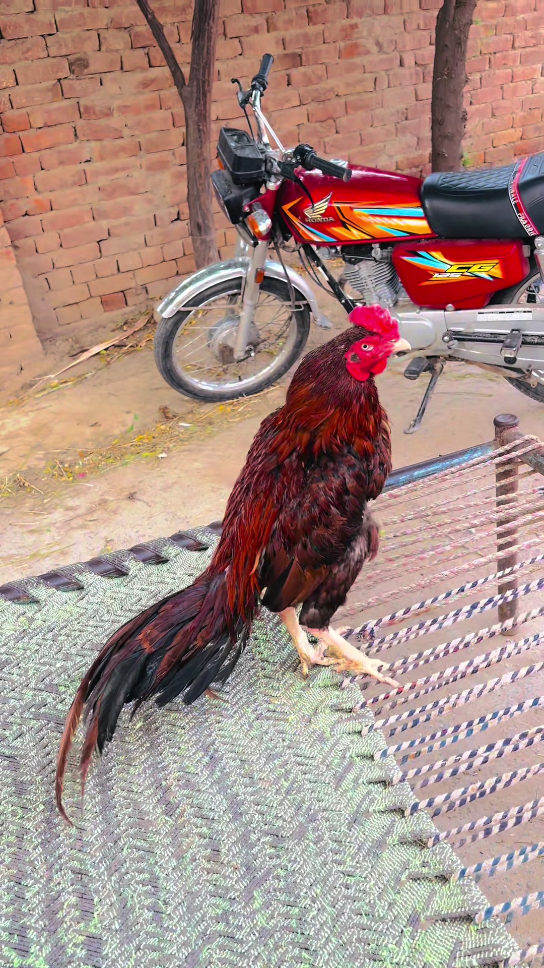 @Uzair Mohsin Pets