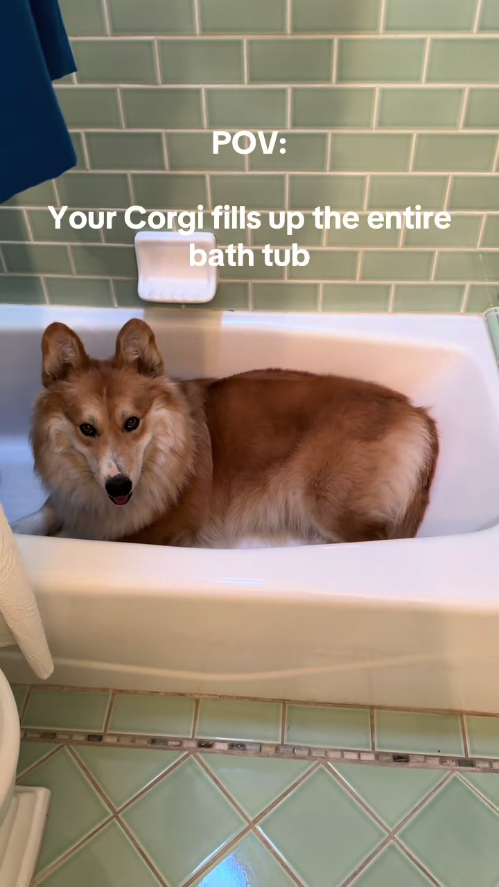 @apollothecorgimute