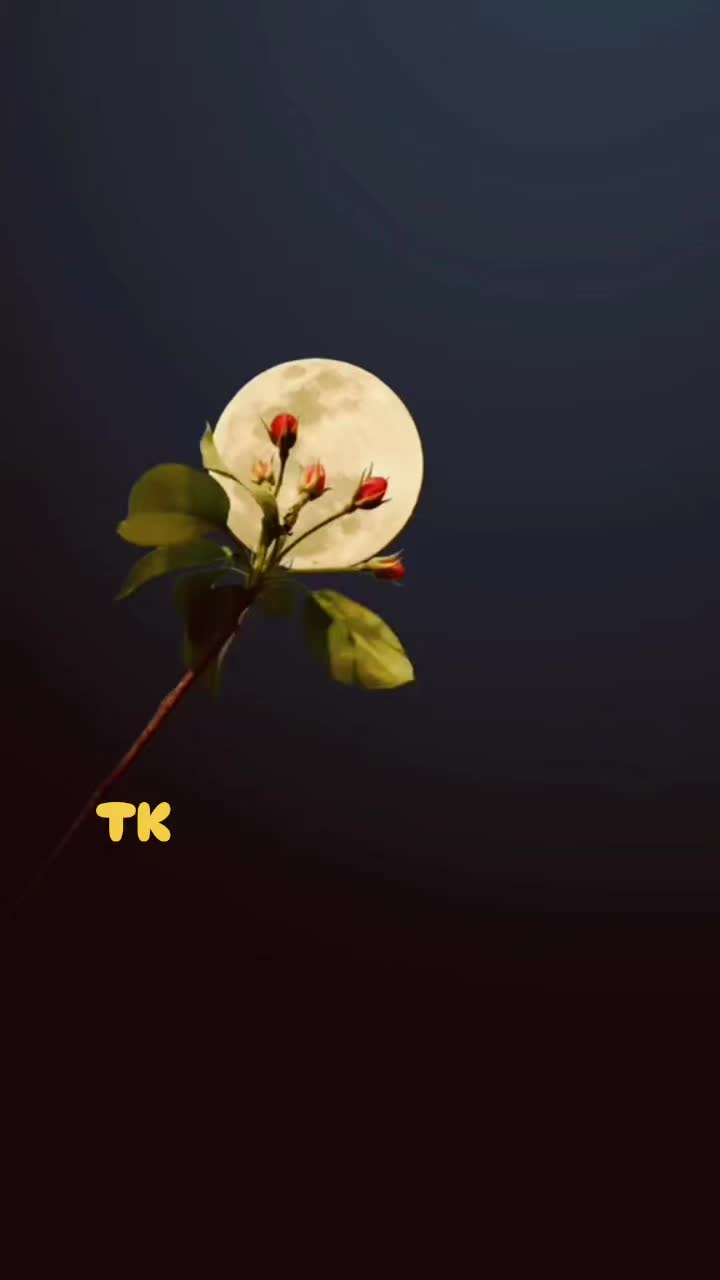 @❤️ TK ❤️