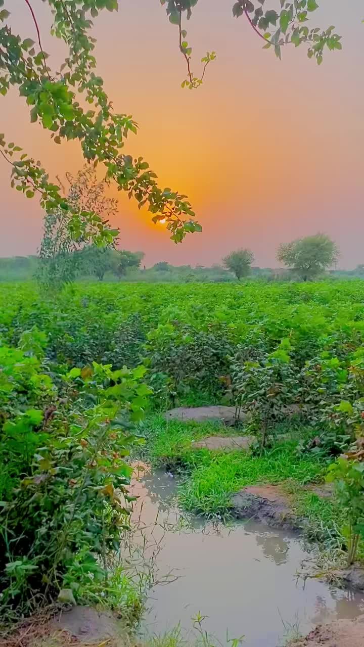 @SarDar Sargani