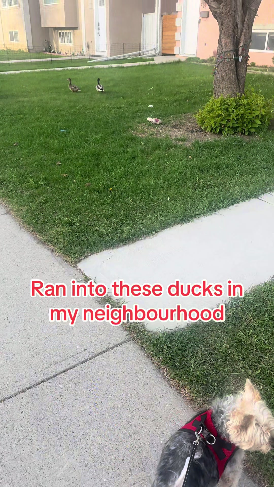 @yycstreams