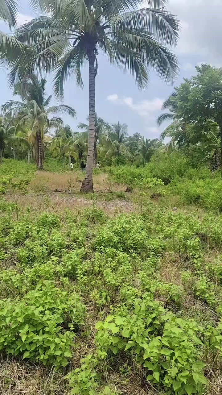 @Aldhangz Sangkulah A