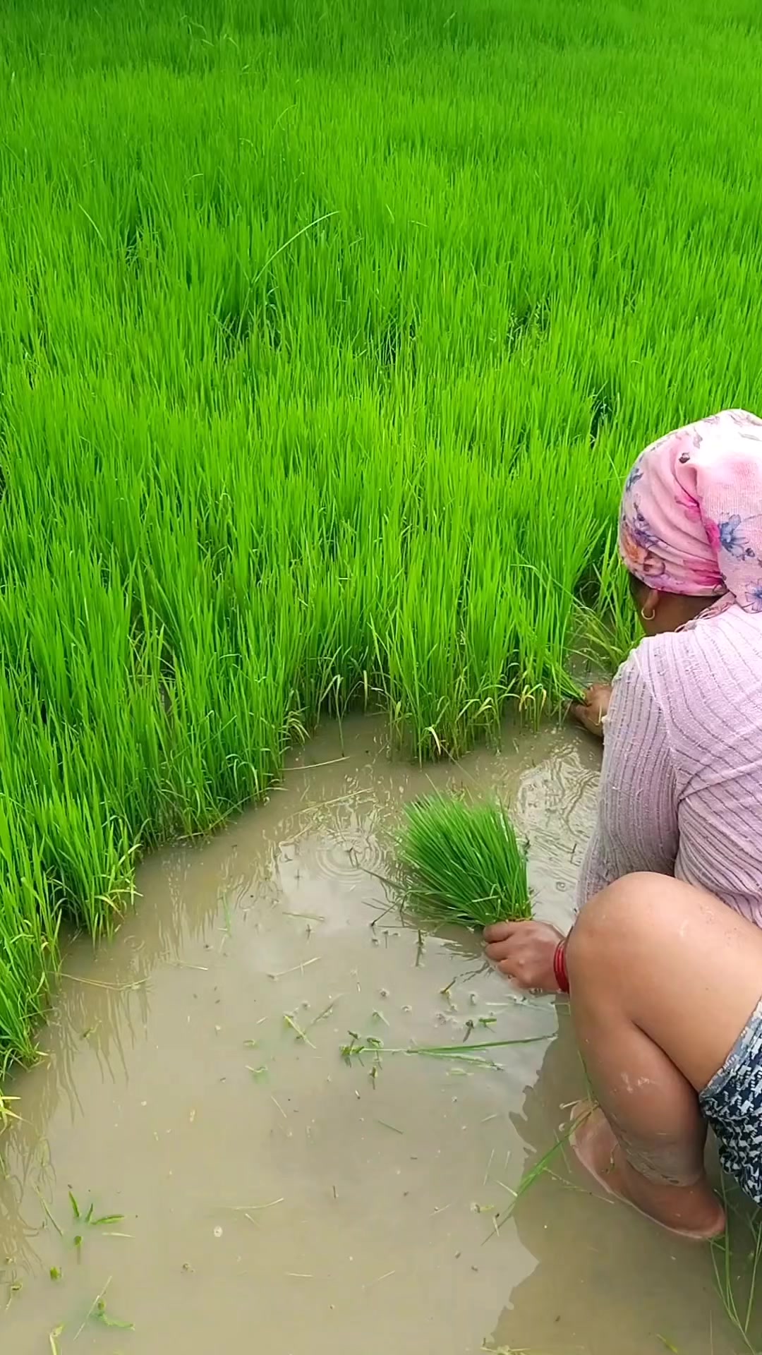 @gomakambang
