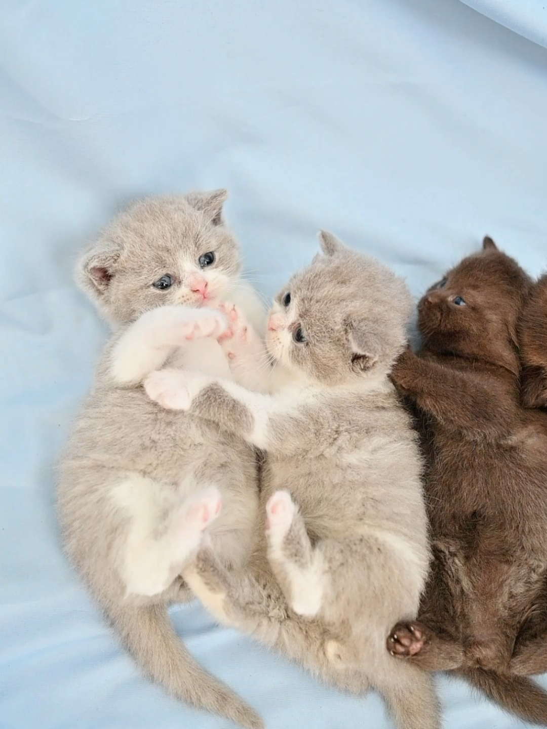@dutchthebritishcat