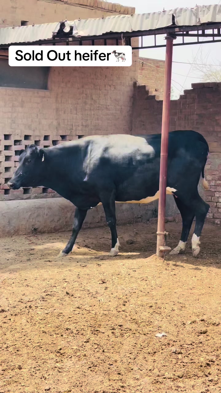 @Arham Khanewalii