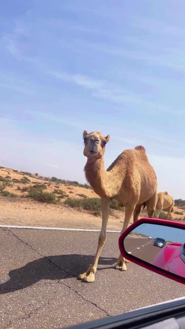@Ehab&ensp;Dandesايهاب&ensp;دنديس&ensp;🫡