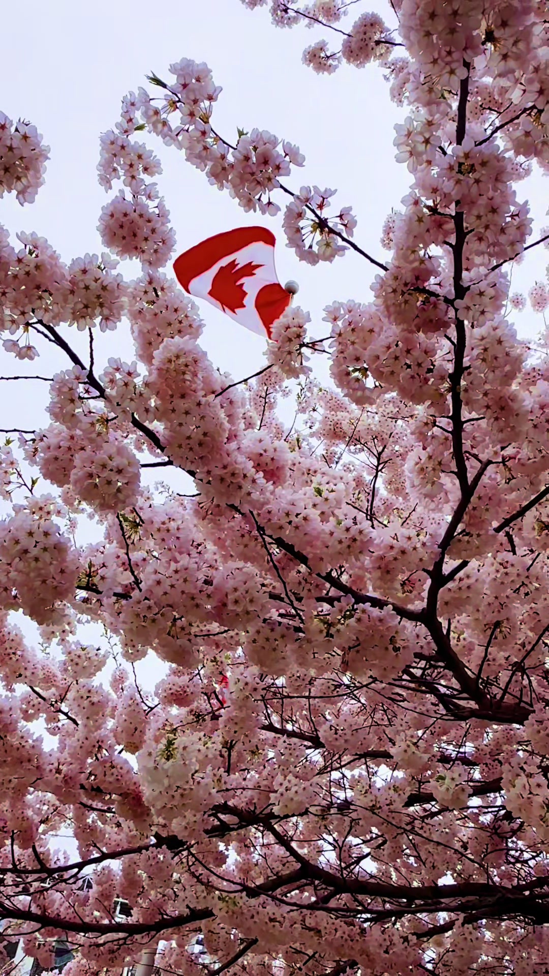 @Canada Vibes ๐จ๐ฆ๐