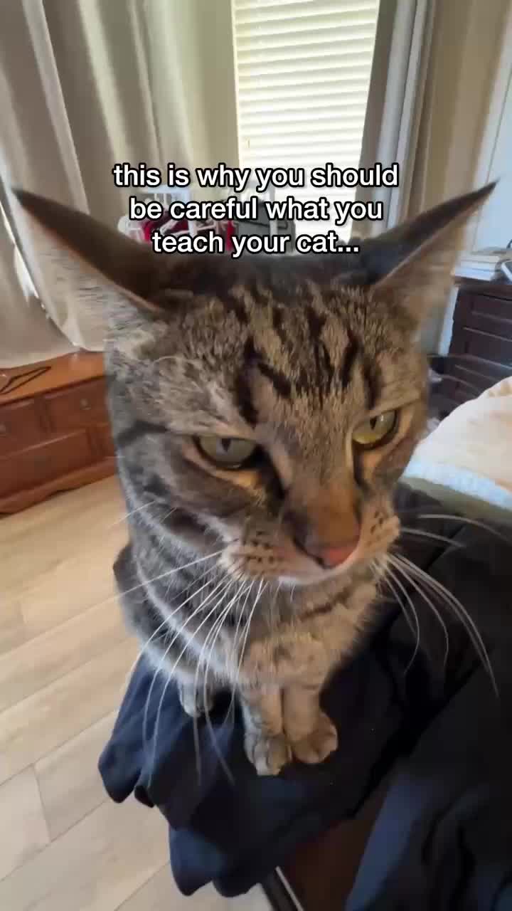 @Chip The Manx