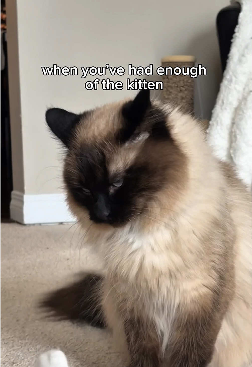 @Nyla the Cat 😼✨