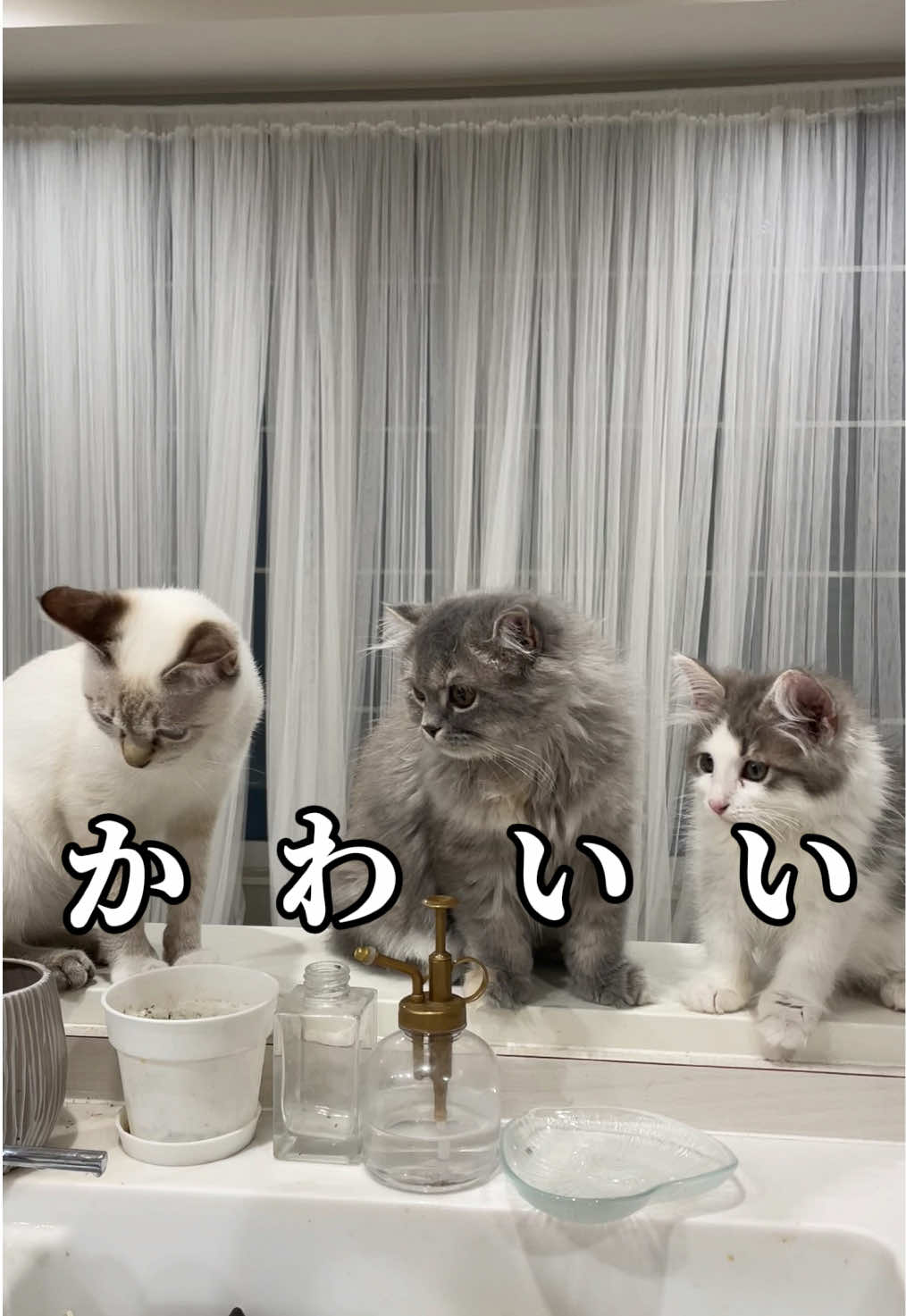 @うちの猫ニョン姉妹