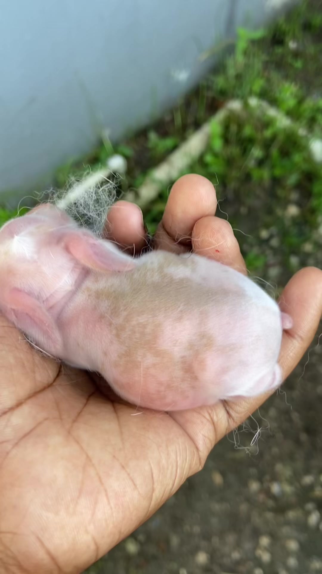 @HappyHoppersRabbitry