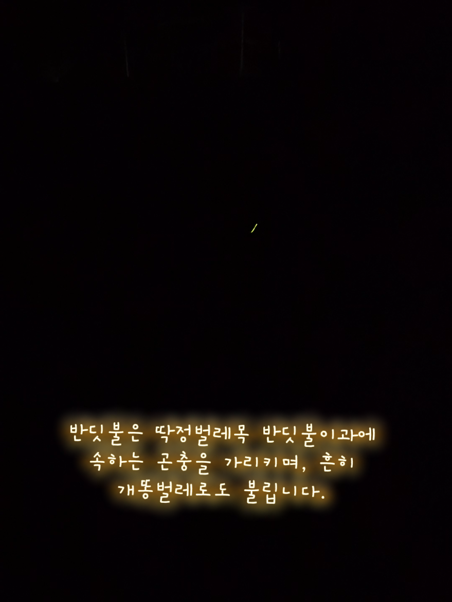@지니힐즈