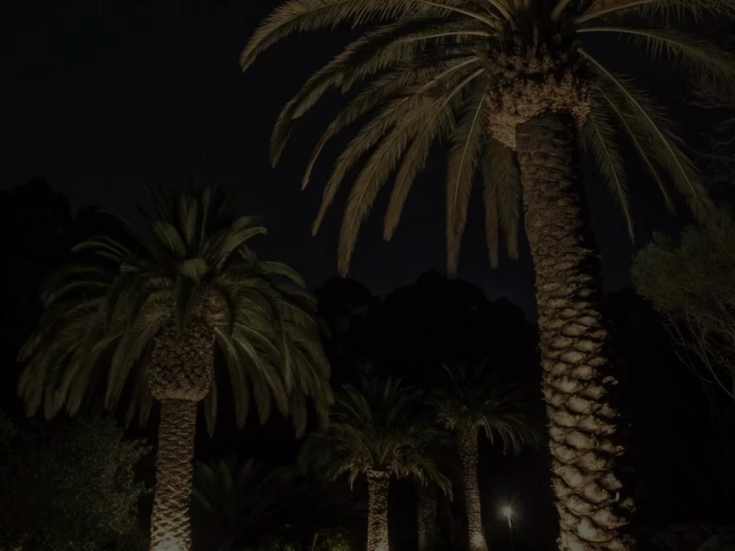 @🌴
