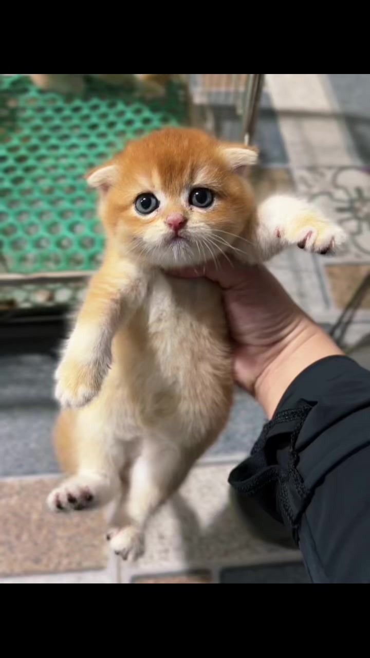 @fuyncats