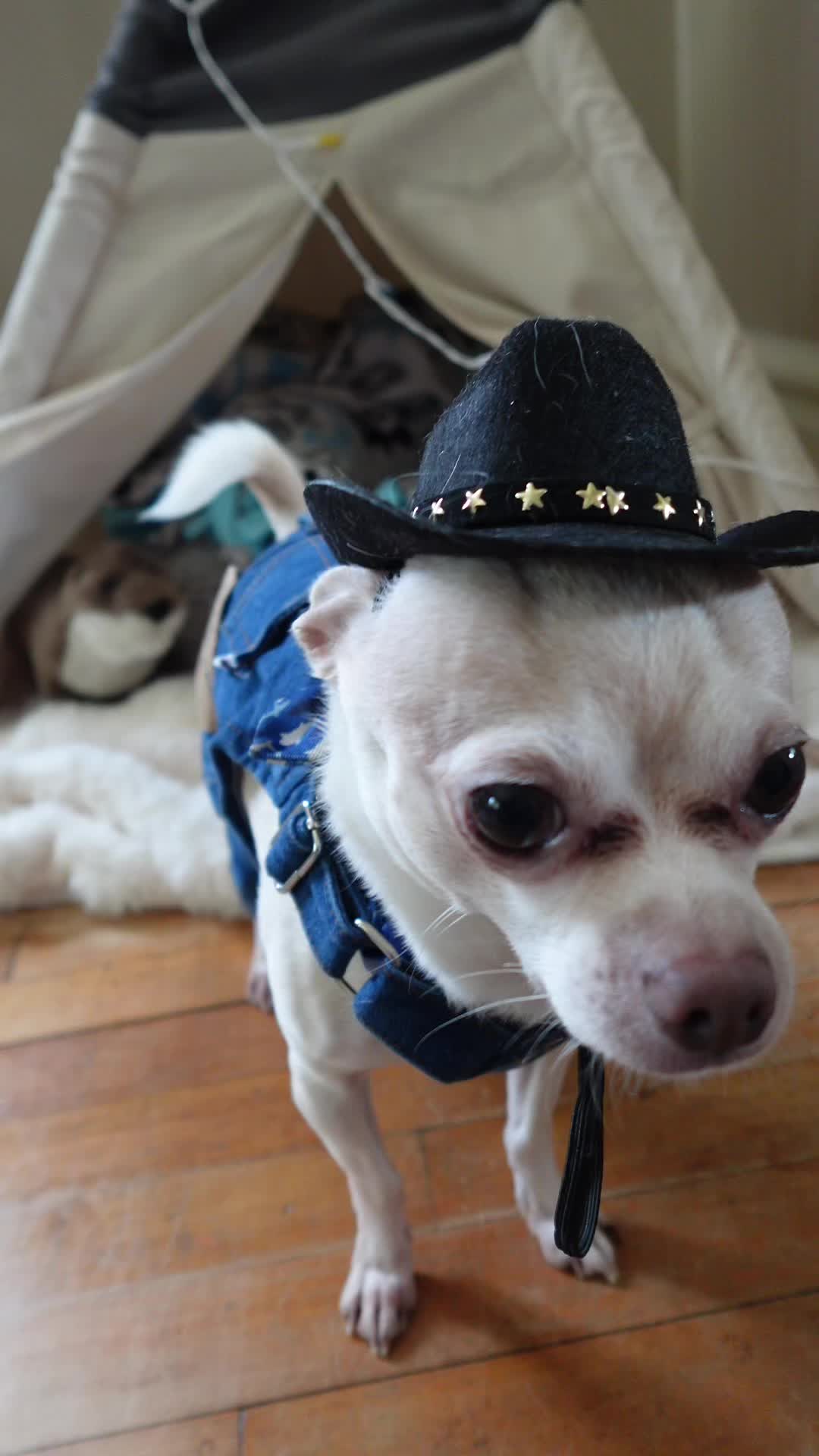 @Frankie the Chihuahua
