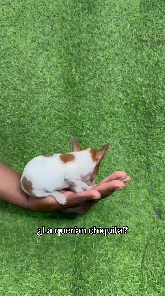 @Dogsr_rd1
