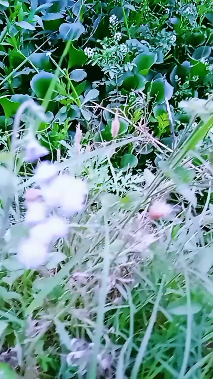 @Asad5576