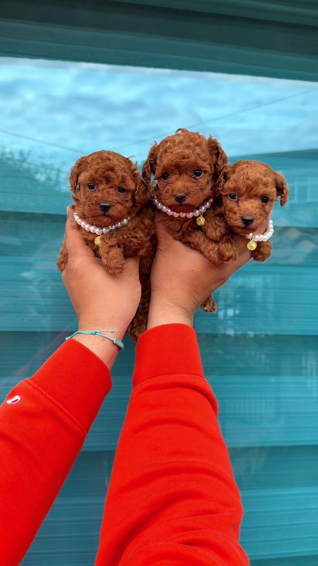 @RED_POODLE_KING