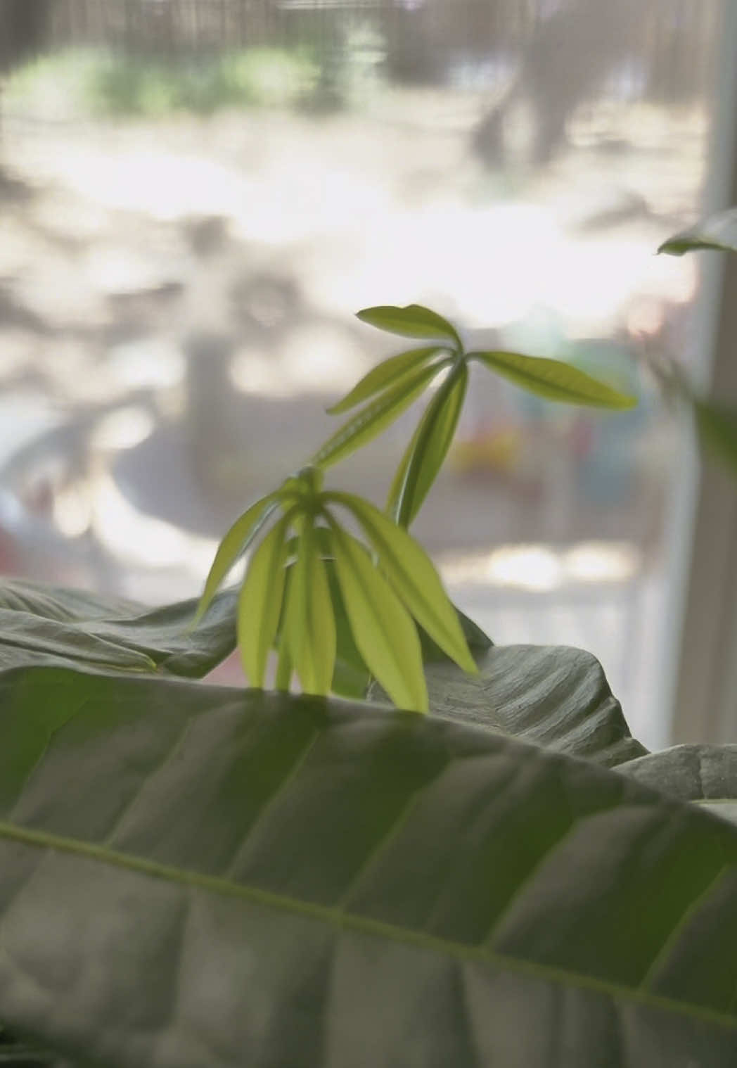 @que3nBeans_plants