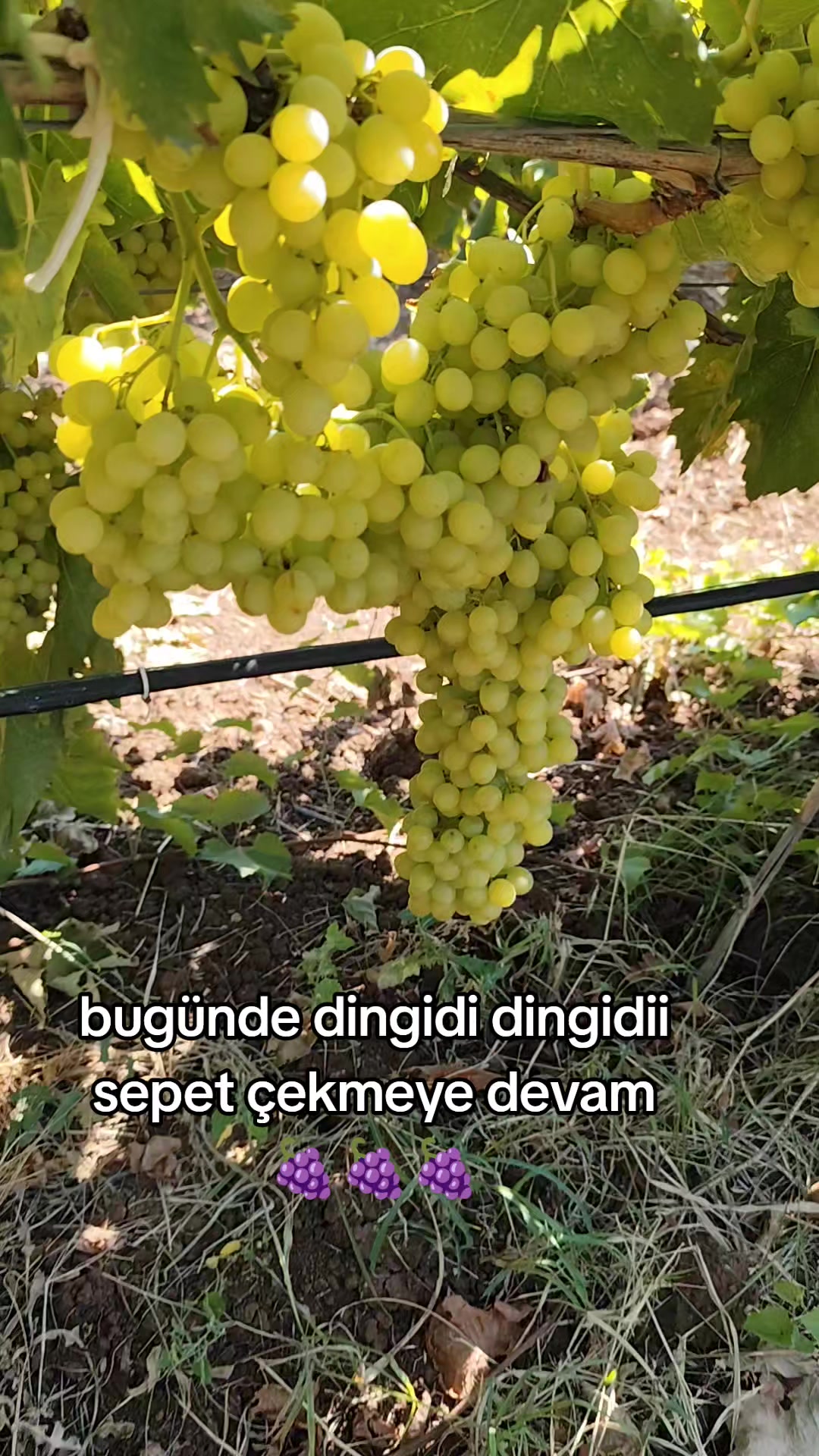 @PİSKO👉TOMBİK{45}