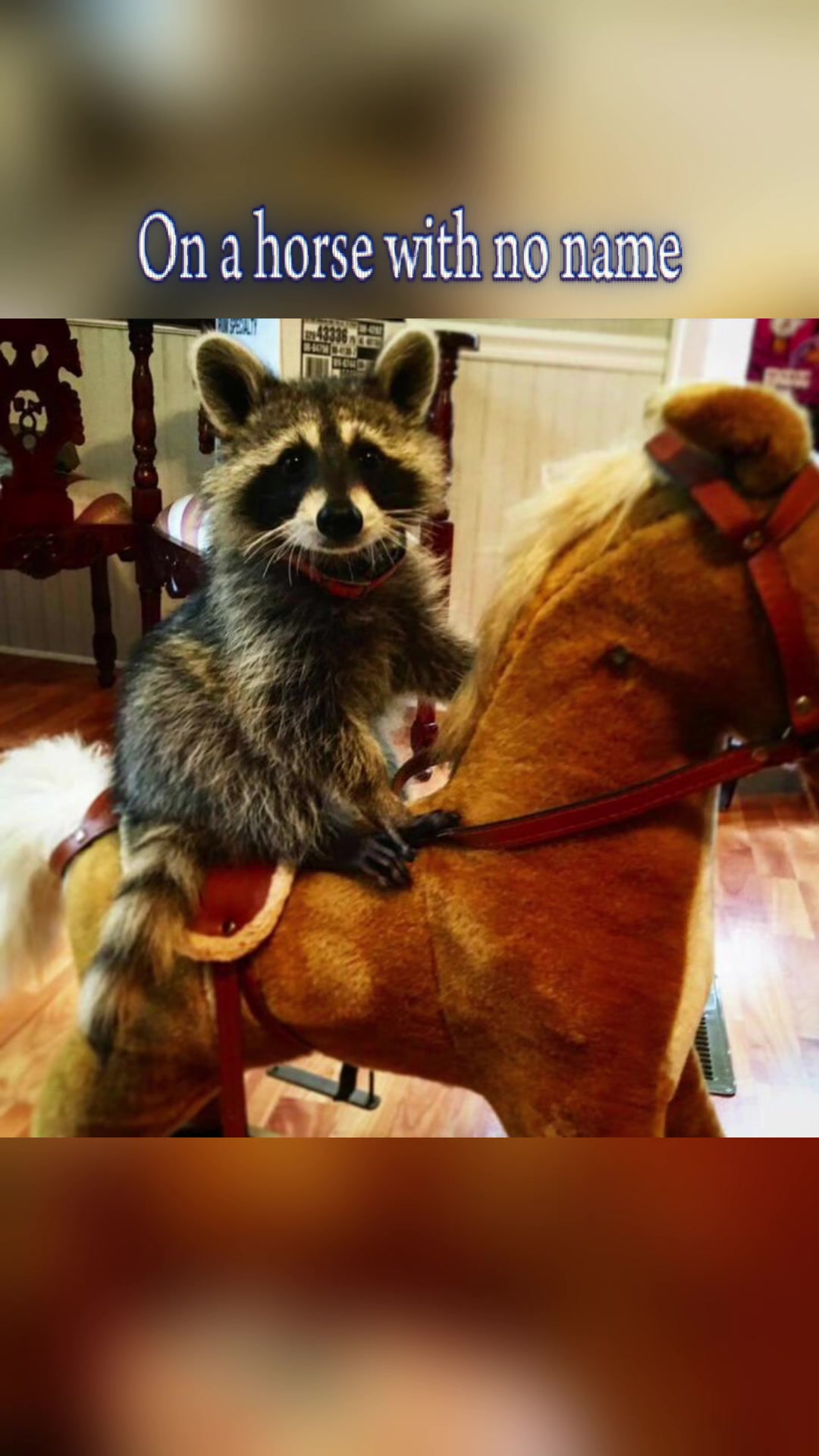 @Raccoon Music Videos