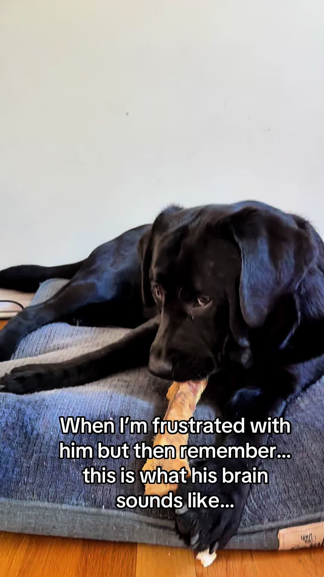 @DennisTheBlackLab