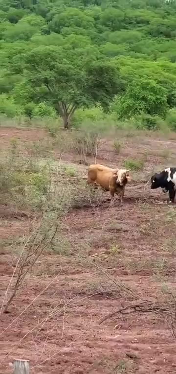 @Que bonito es lo 🐺 bonito🤠