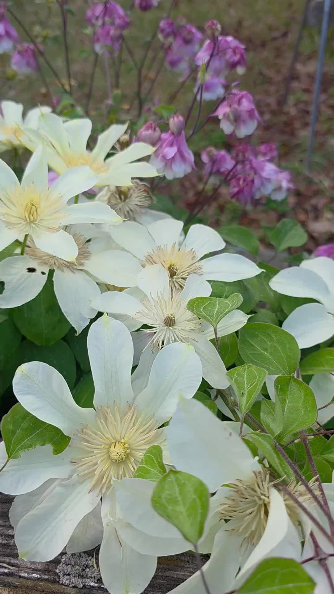 @유튜브 "정선사람들" 안용현