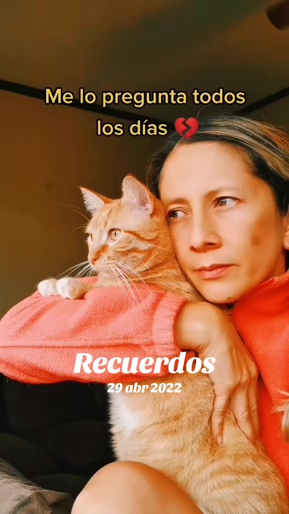 @Casa de Gatos 😻