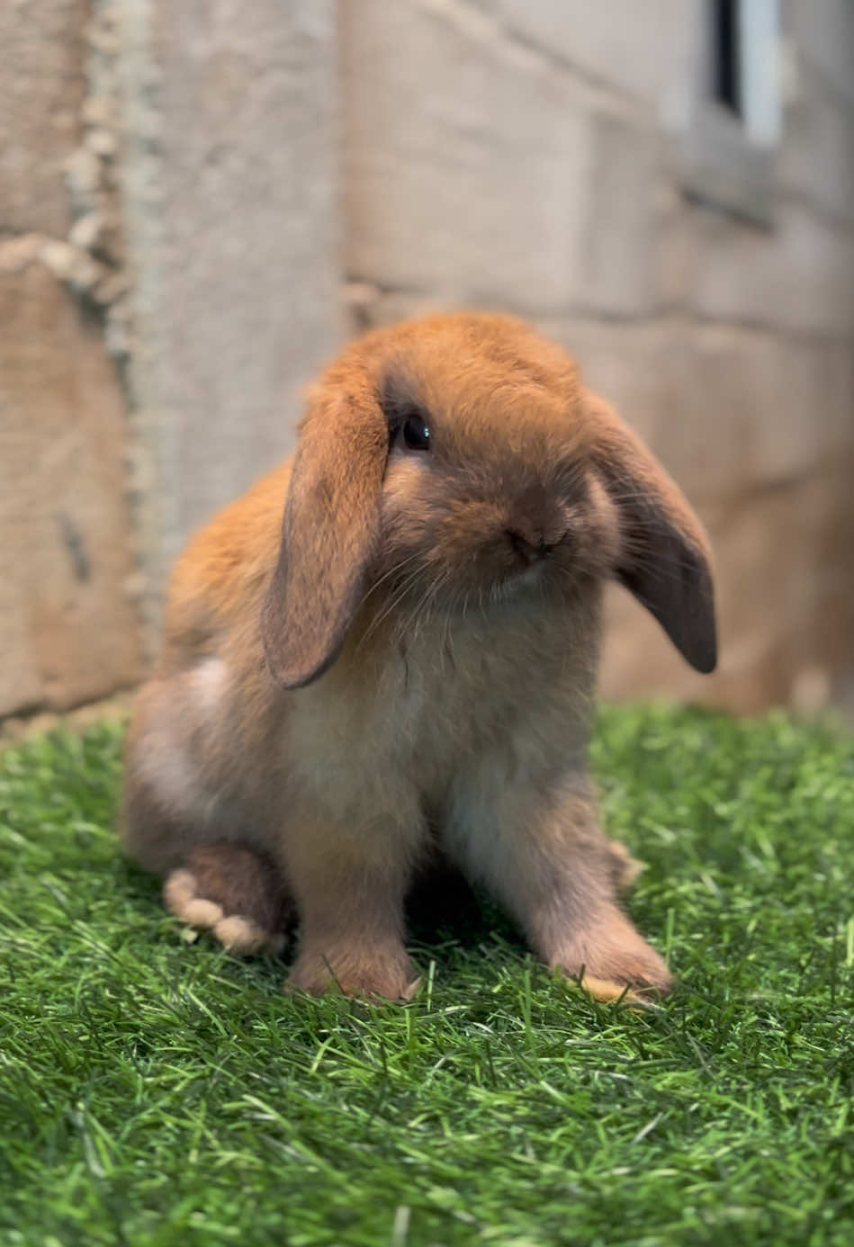 @chedyrabbit.jkt