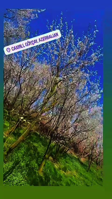 @Qeni2313