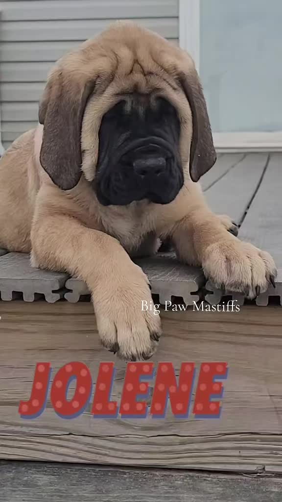 @Big Paw Mastiffs