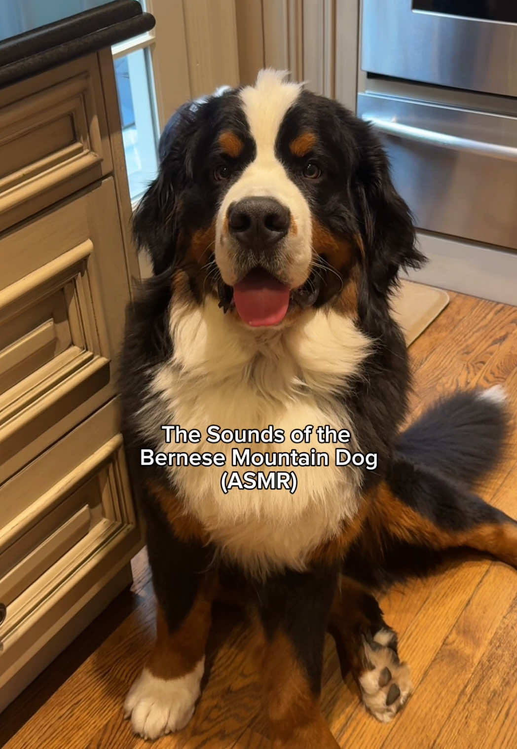 @CJ The Bernese