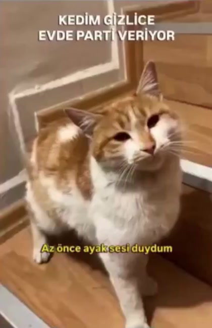 @tezcan_tekbas
