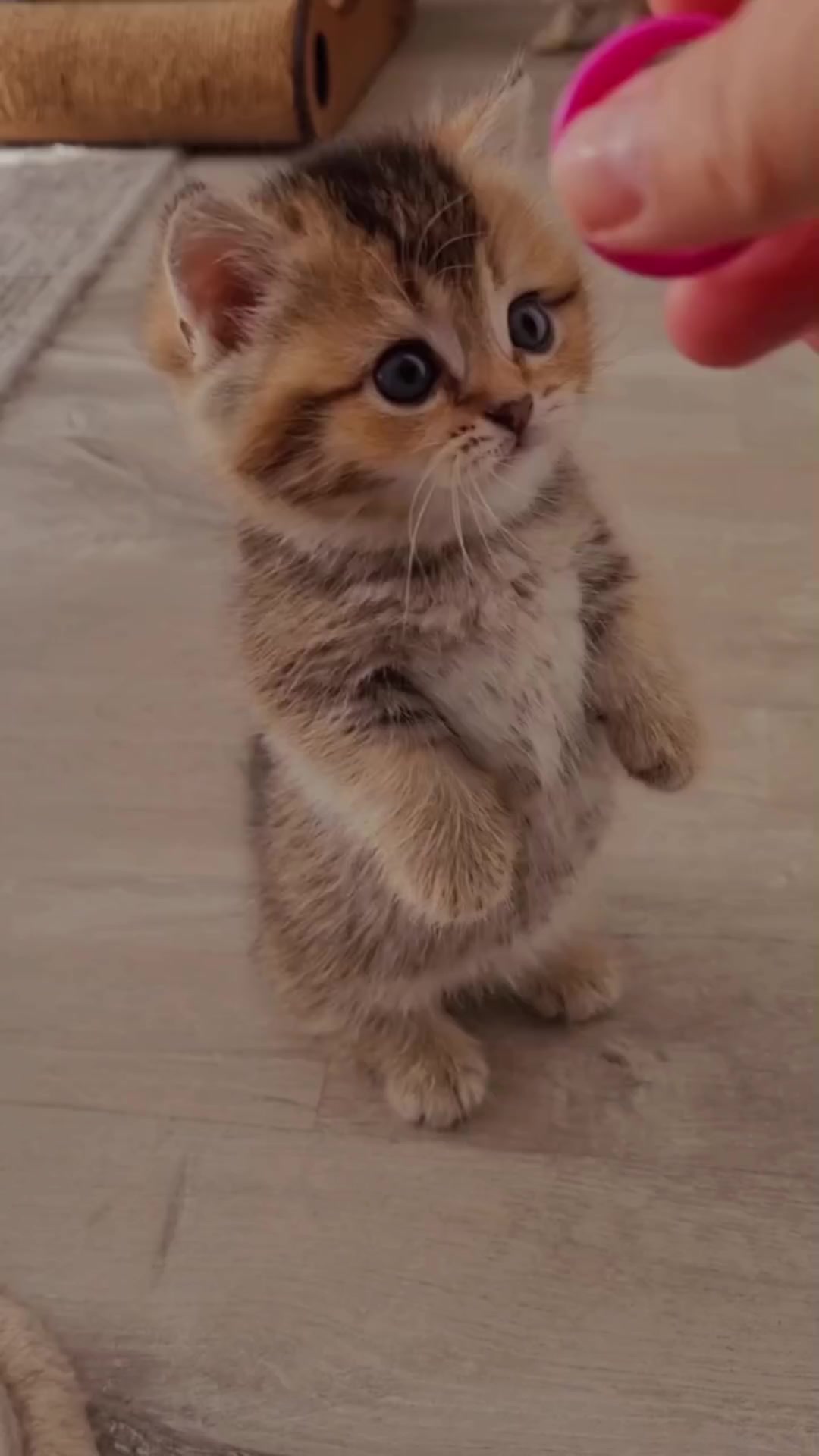 @Lintas Story